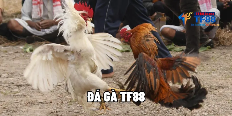 da-ga-tf88-1