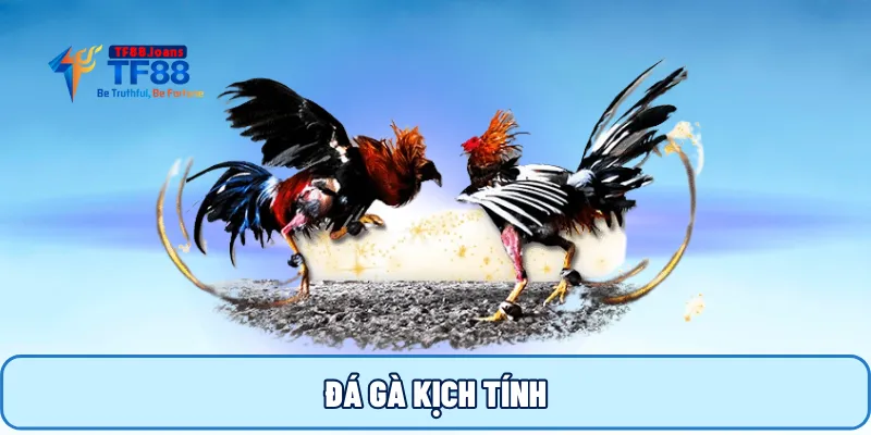 Đá gà kịch tính